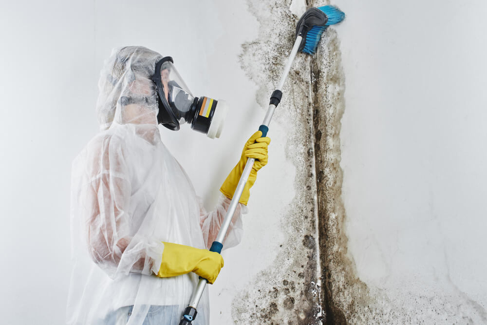 Mould Removal Services in Whitchurch CF14 1