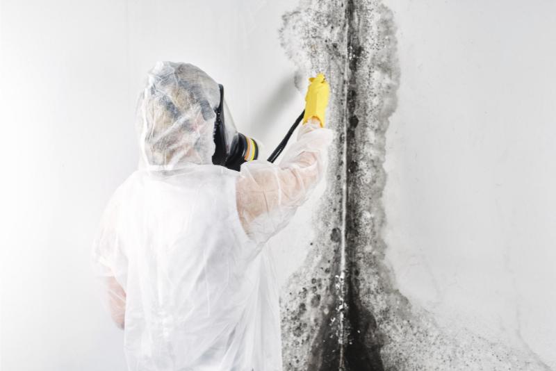 Mould Removal Services